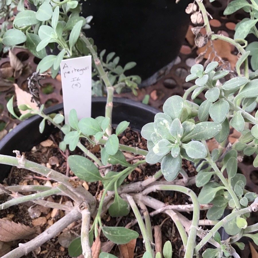 Antirrhinum pertegasii leaf