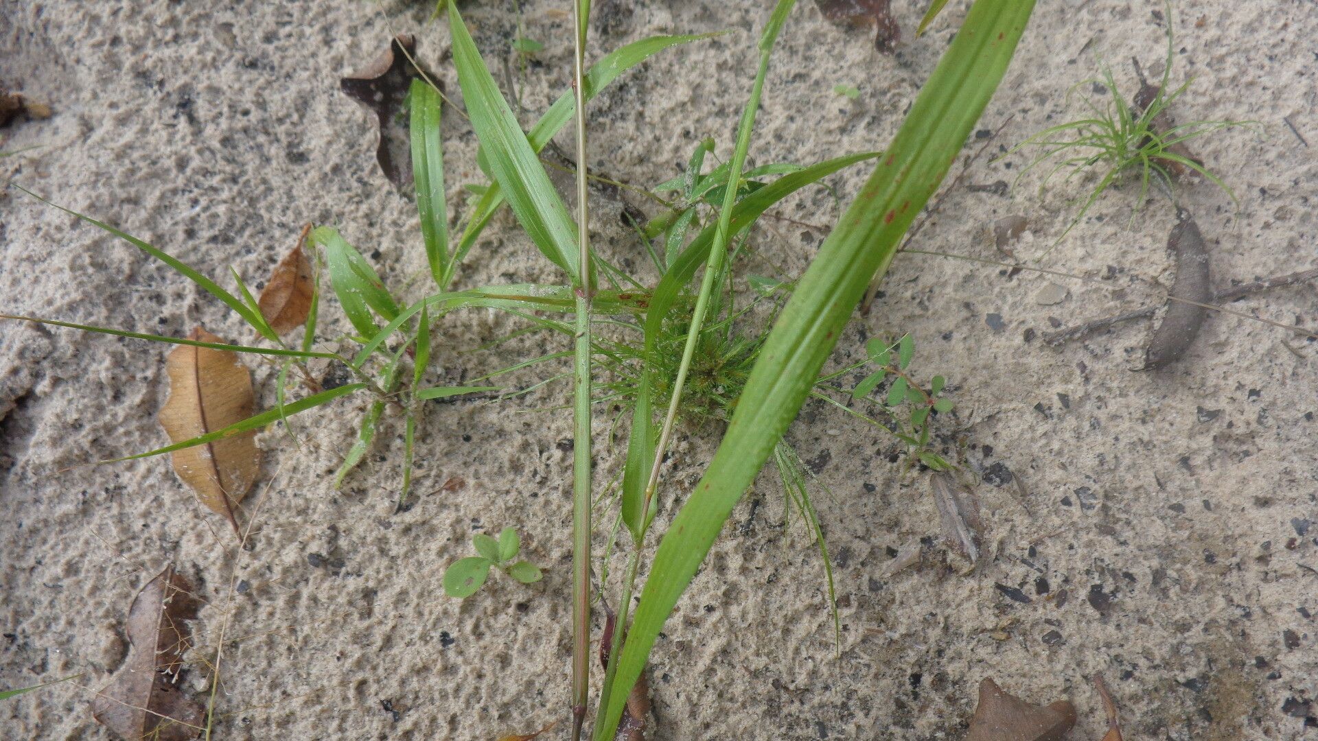 Digitaria filiformis leaf