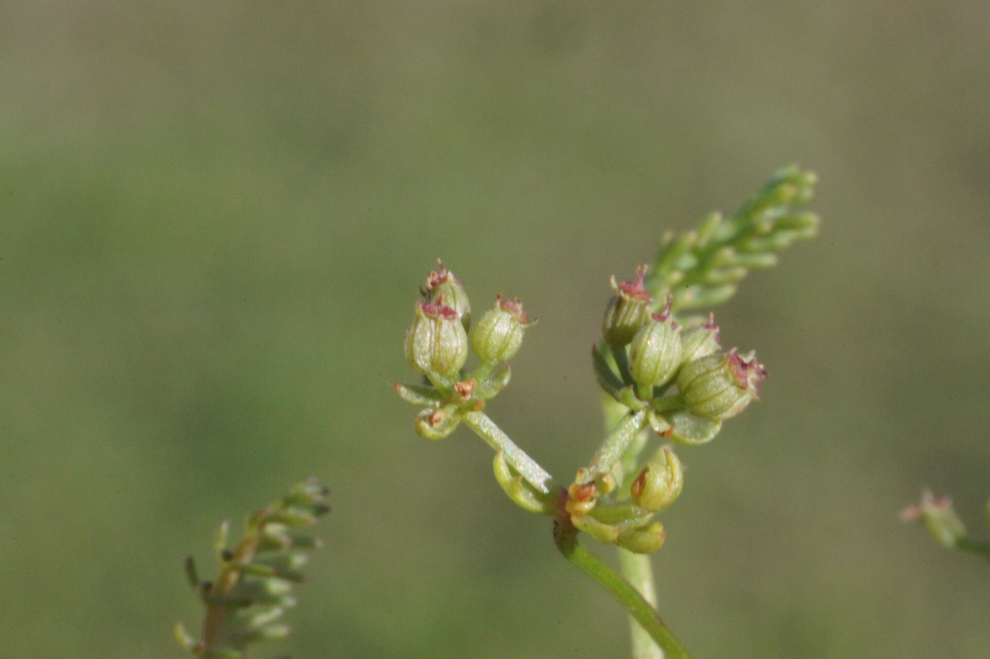 Caropsis verticillatoinundata fruit