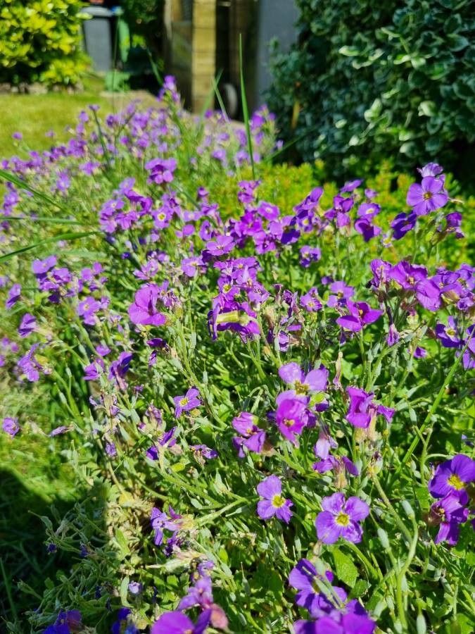 Aubrieta gracilis — related species from the same genus