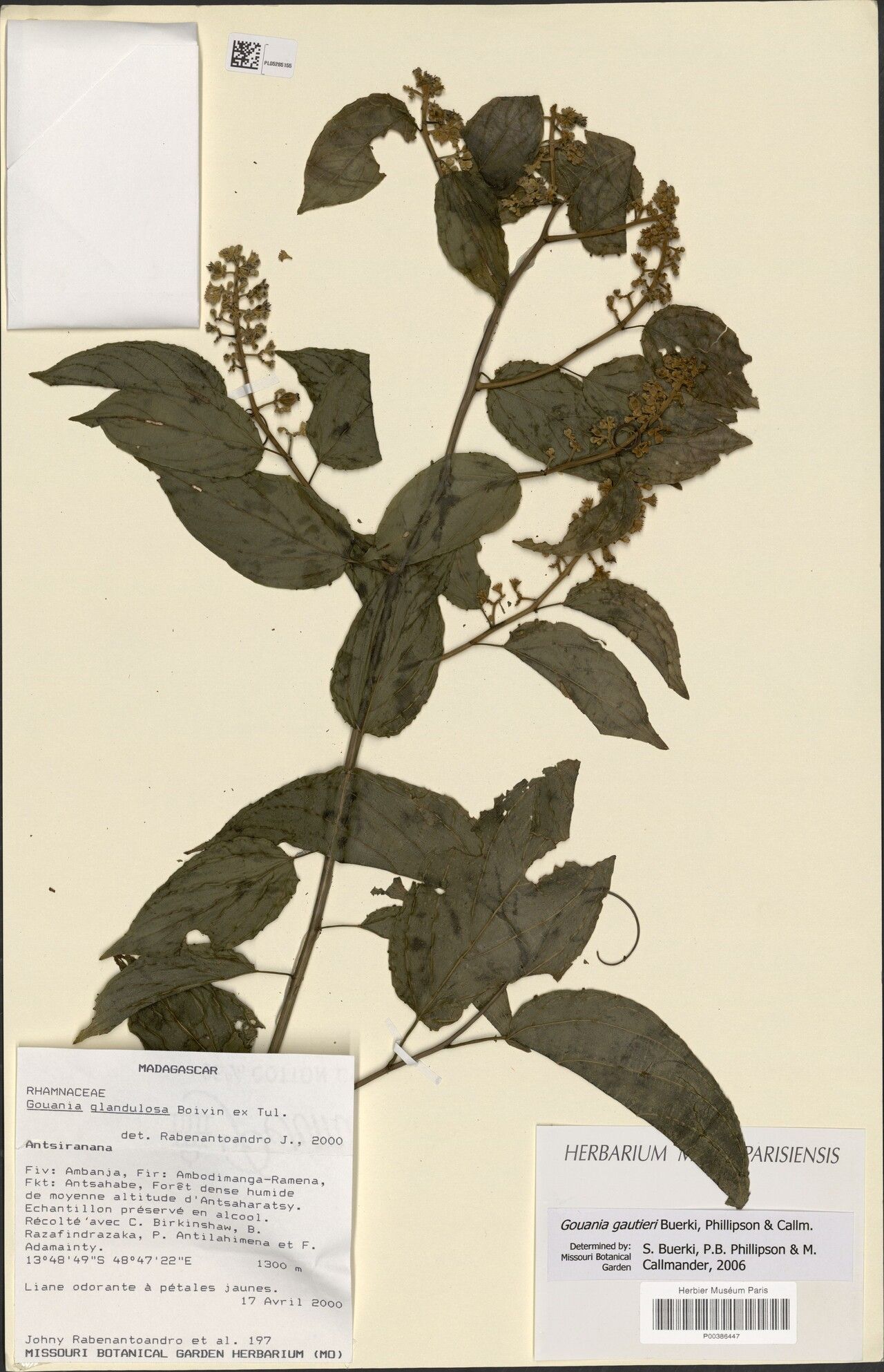 Gouania gautieri — search result for 'Gouania'