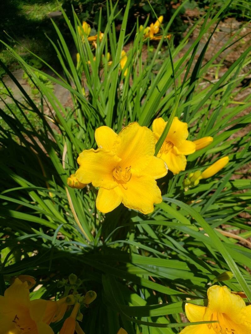 Hemerocallis minor flower