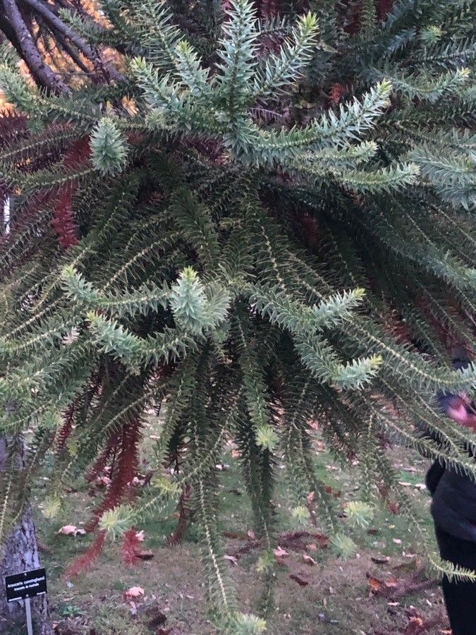 Araucaria cunninghamii — search result for 'Araucaria'