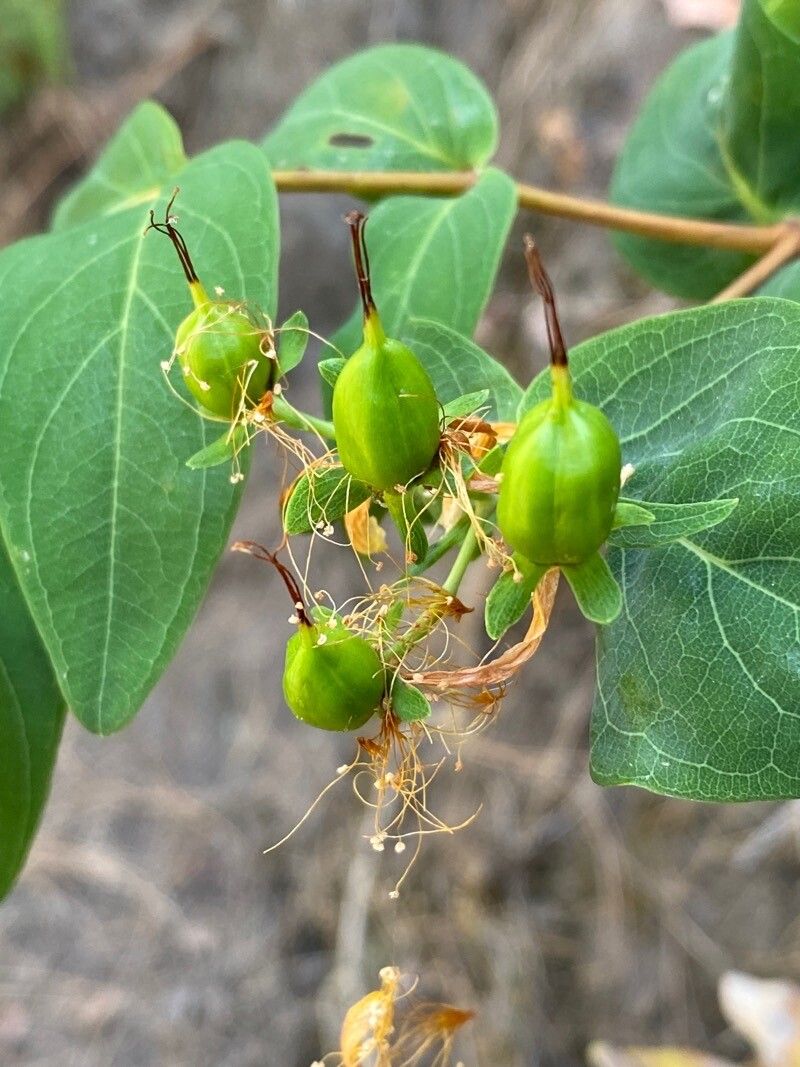 Hypericum grandifolium fruit