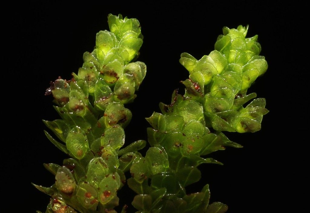 Hymenophyllum mnioides fruit