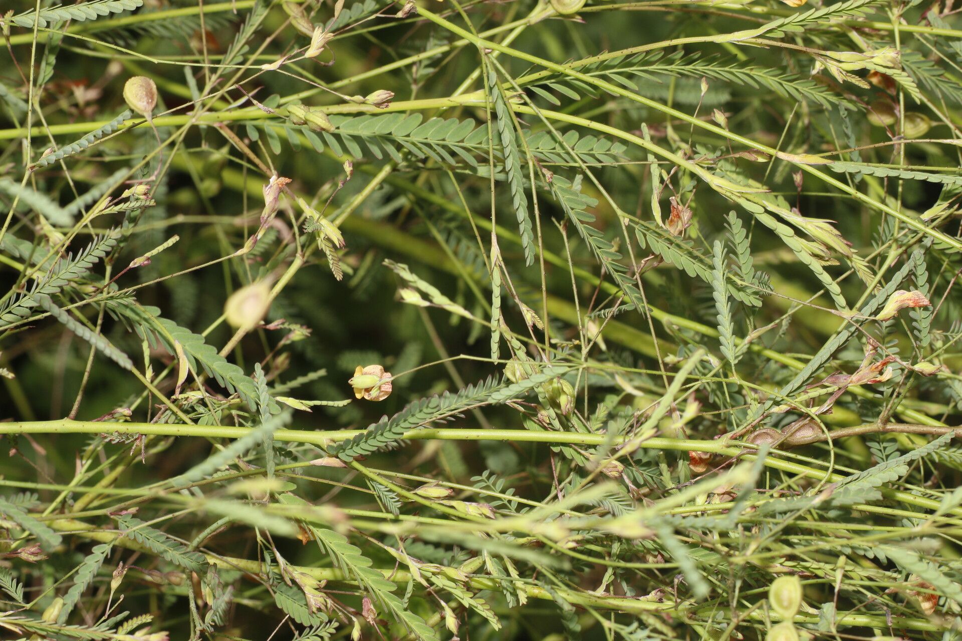 Aeschynomene filosa fruit