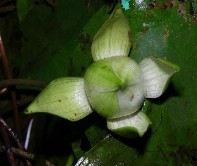 Nymphaea conardii fruit