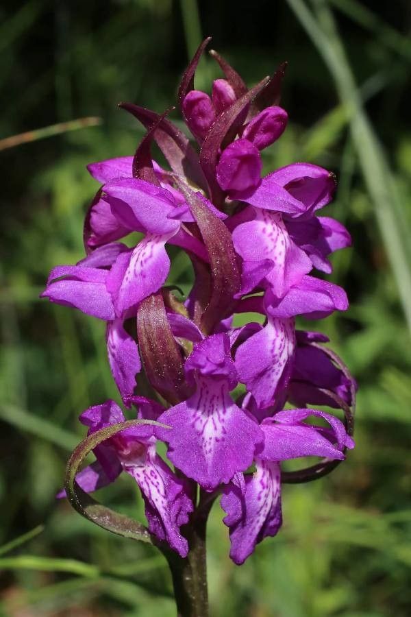 Dactylorhiza cordigera flower