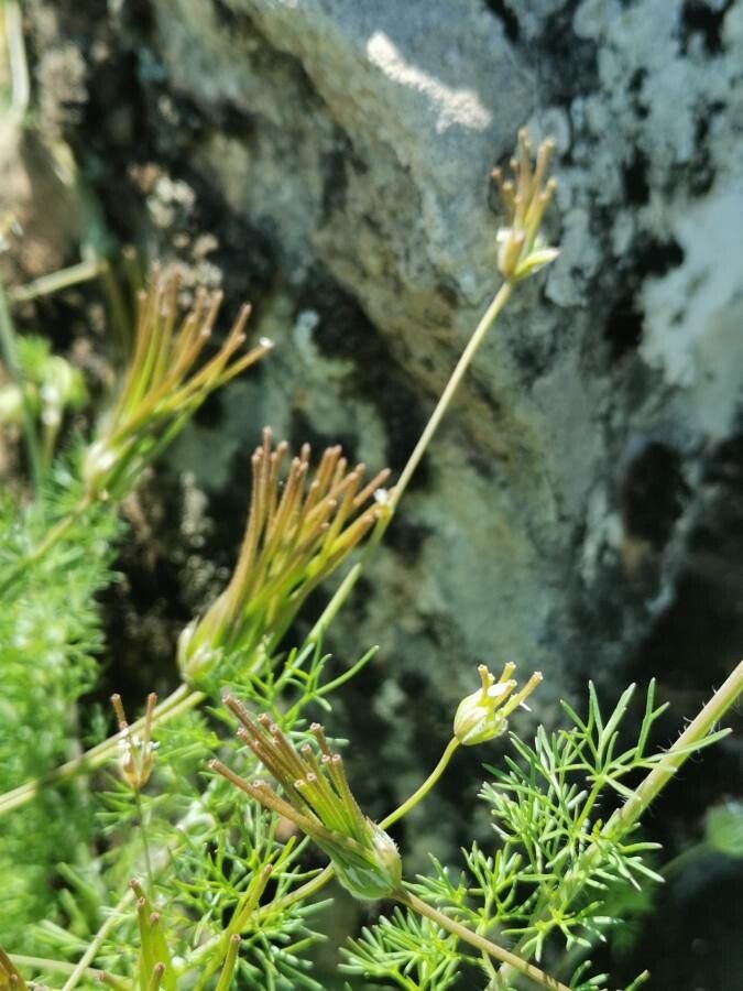 Scandix stellata fruit