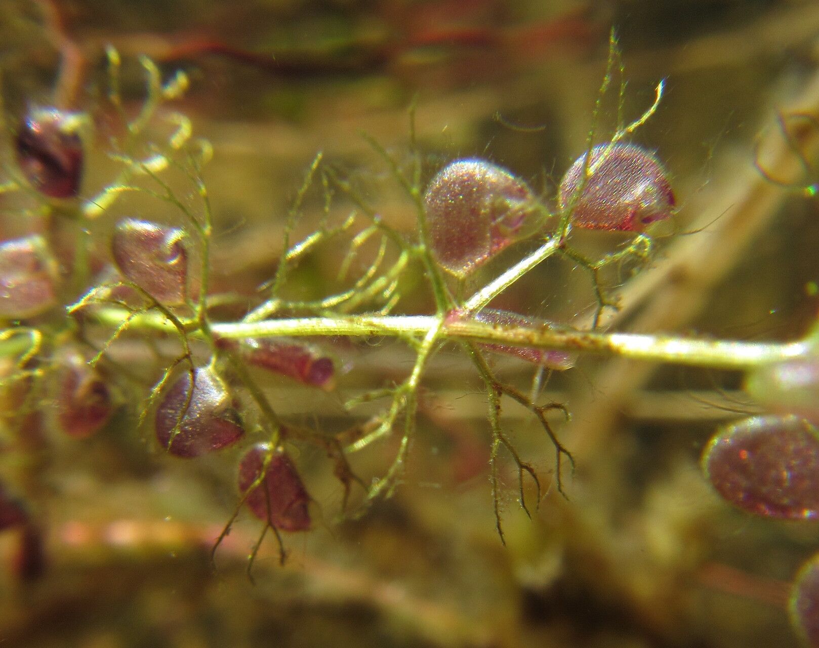 Utricularia reflexa — search result for 'Utricularia'