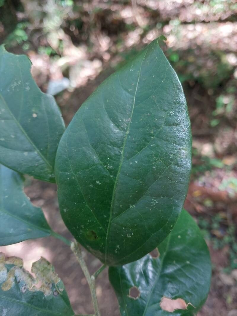 Casearia nigrescens — houseplant care guide