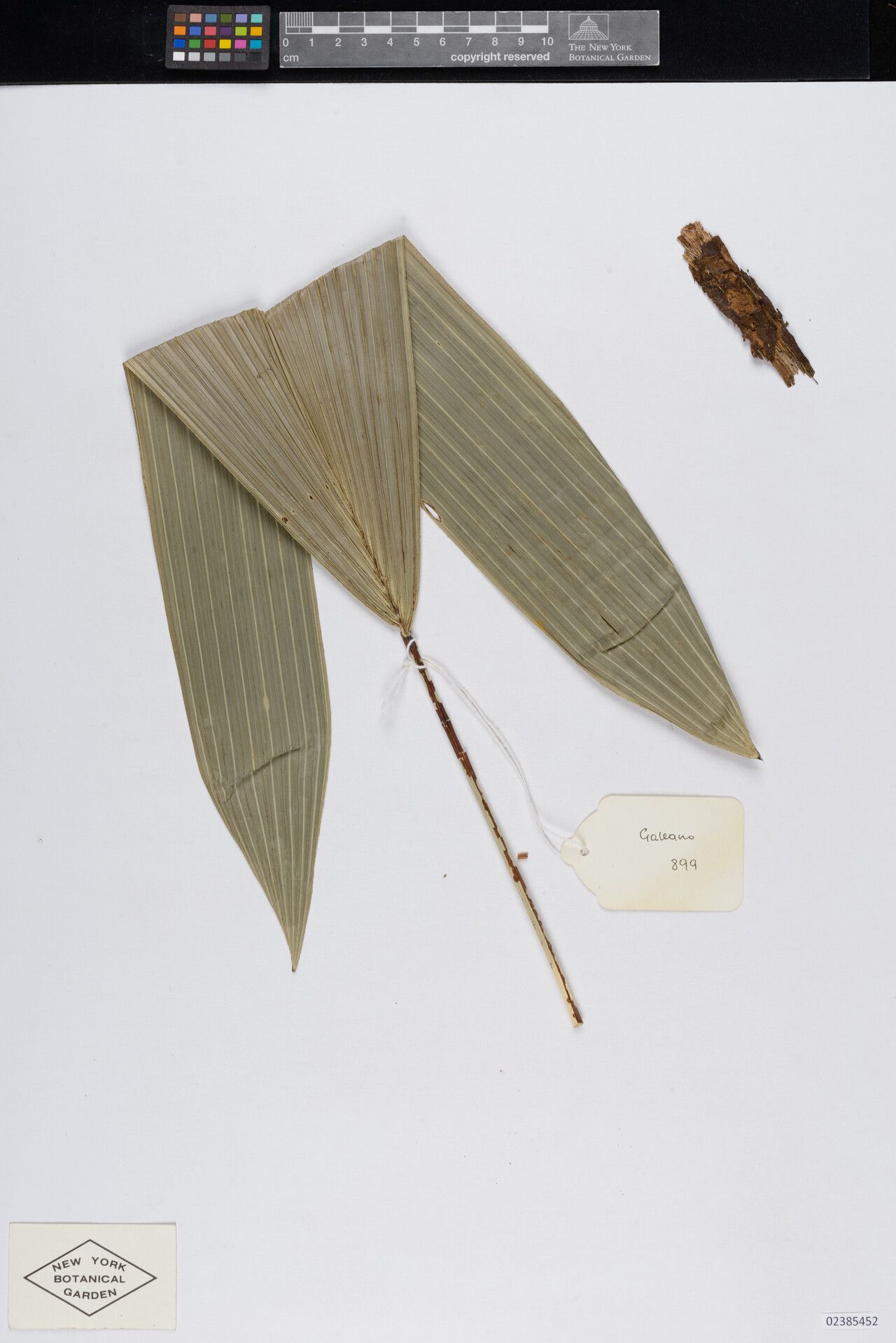 Bactris killipii — houseplant care guide