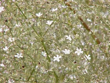 Gypsophila acutifolia fruit