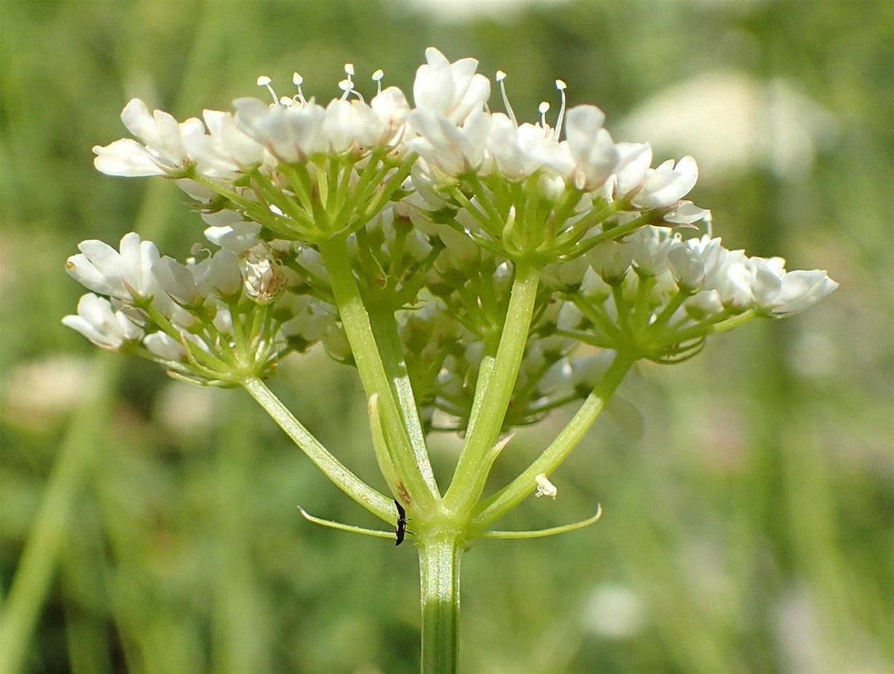Oenanthe pimpinelloides fruit