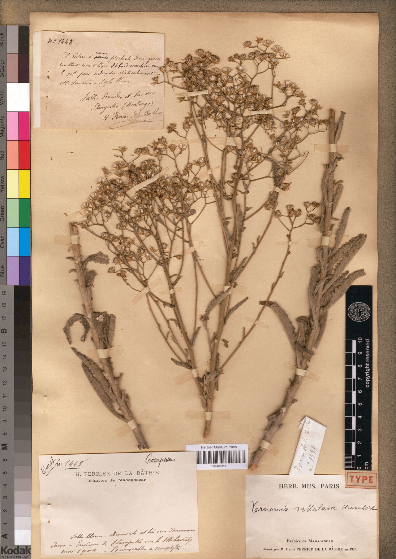 Vernonia sakalava — houseplant care guide