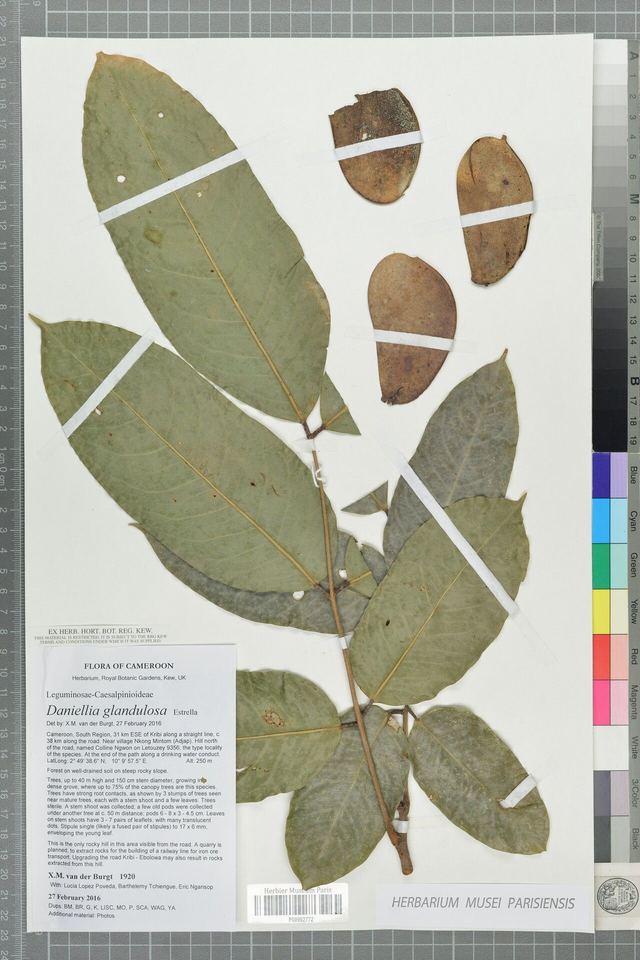 Daniellia glandulosa — related species from the same genus