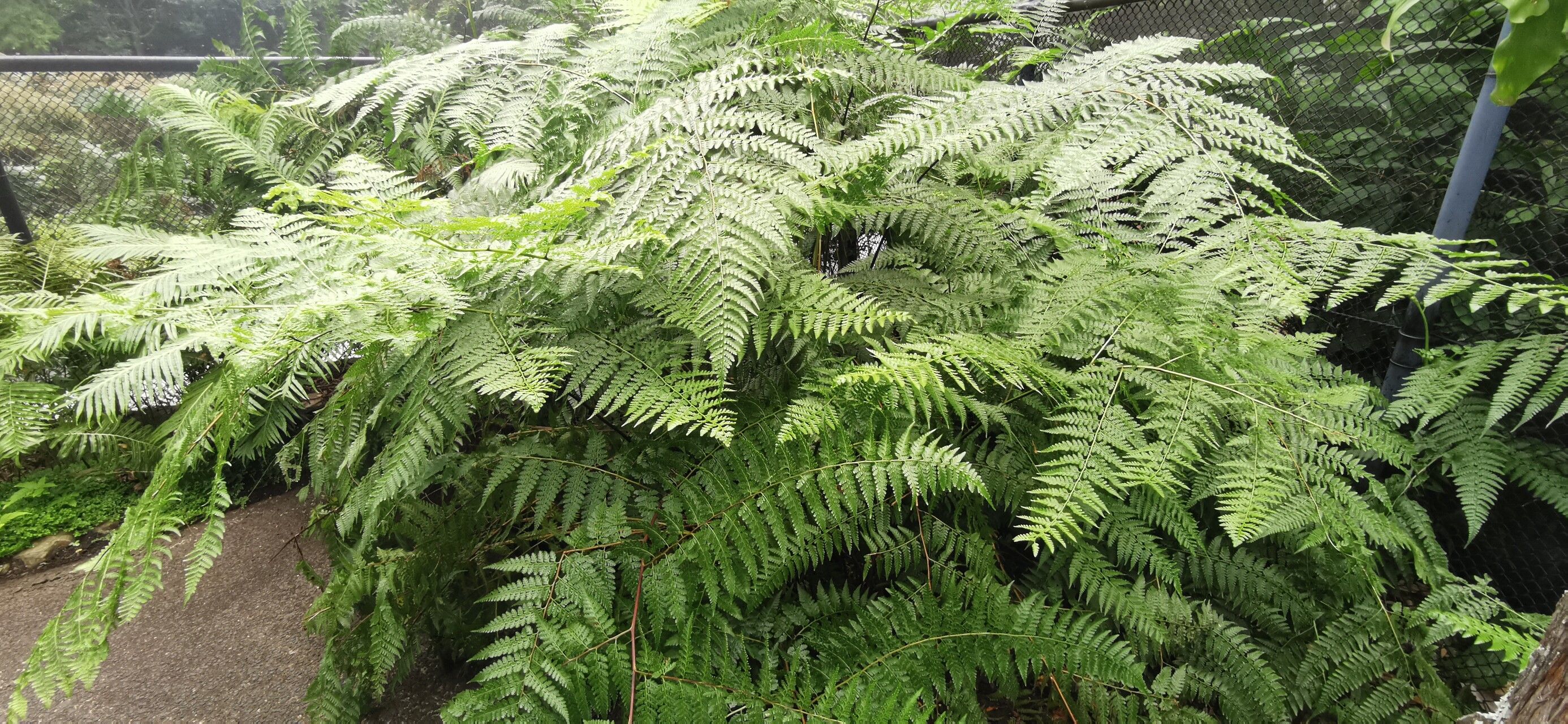 Microlepia firma leaf