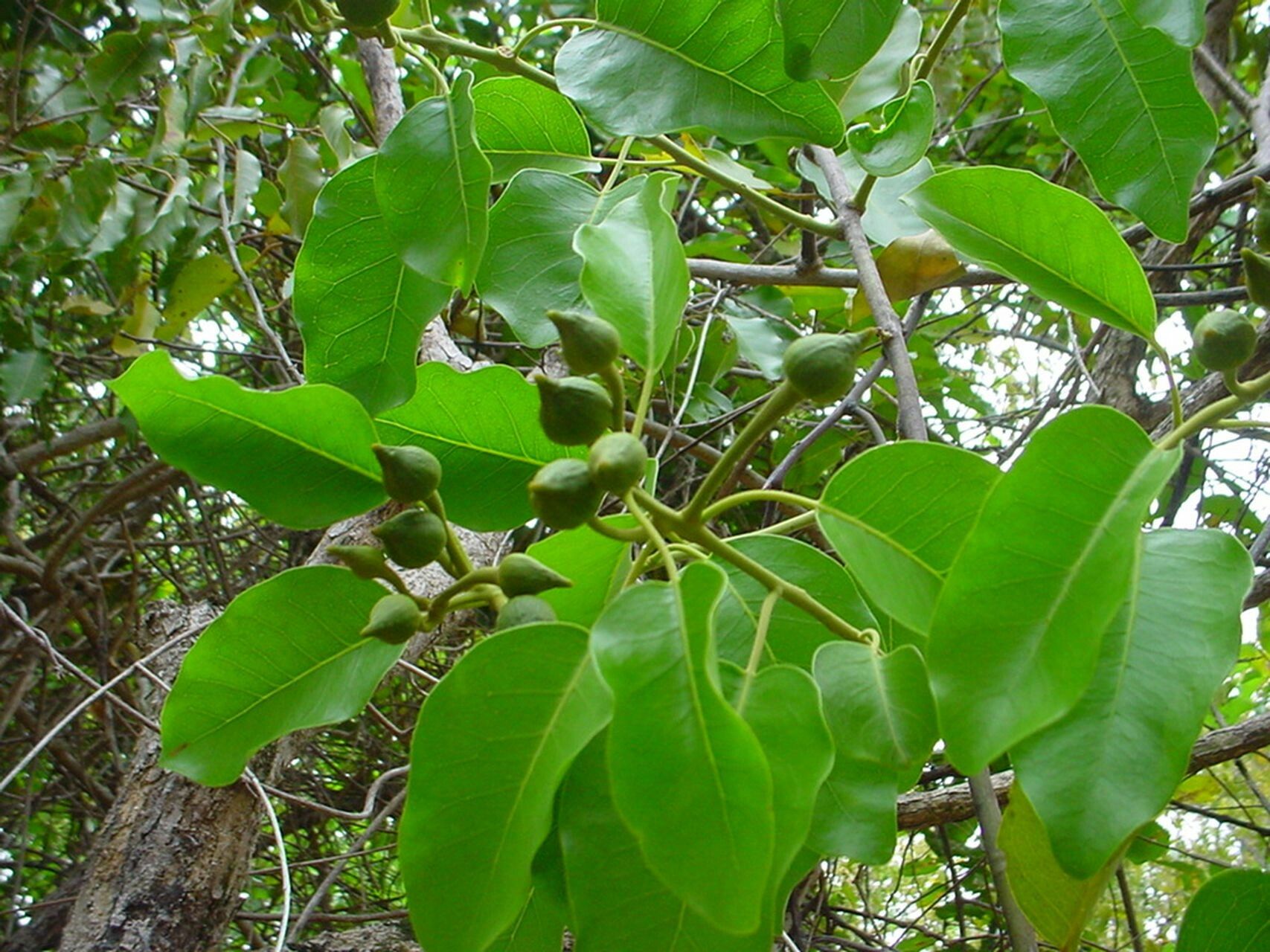 Capparis artensis habit