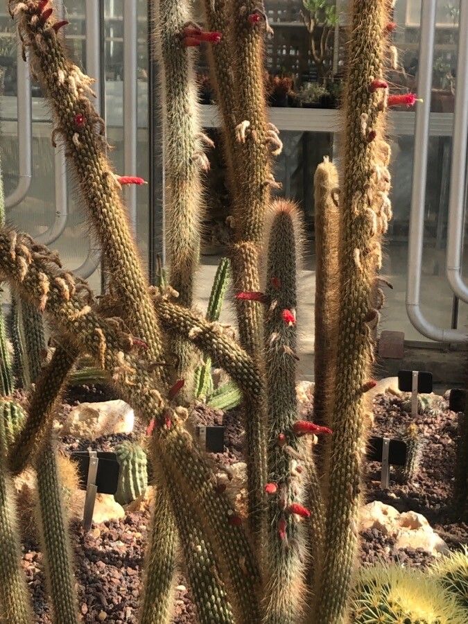 Cleistocactus parapetiensis — search result for 'Cleistocactus'