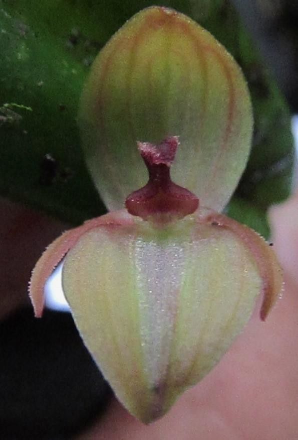 Pleurothallis tonduzii — houseplant care guide