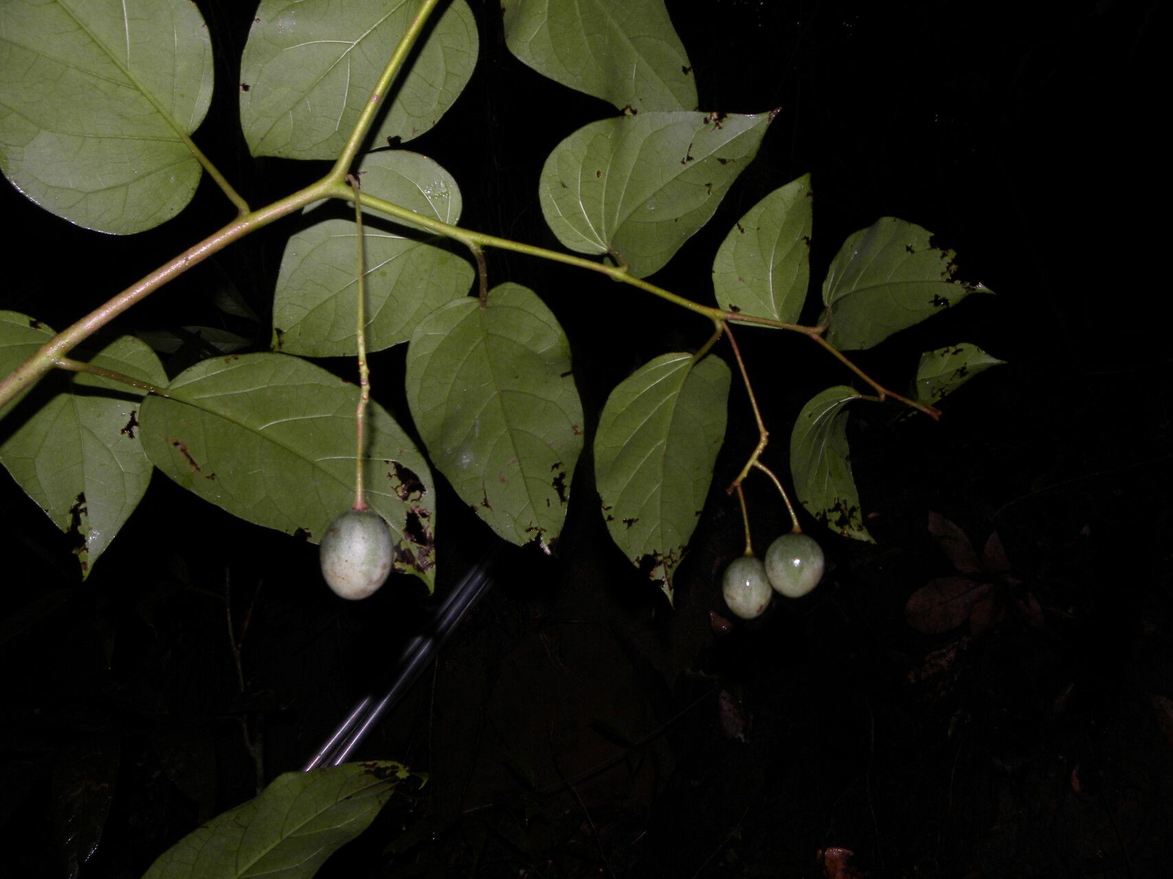 Solanum circinatum fruit