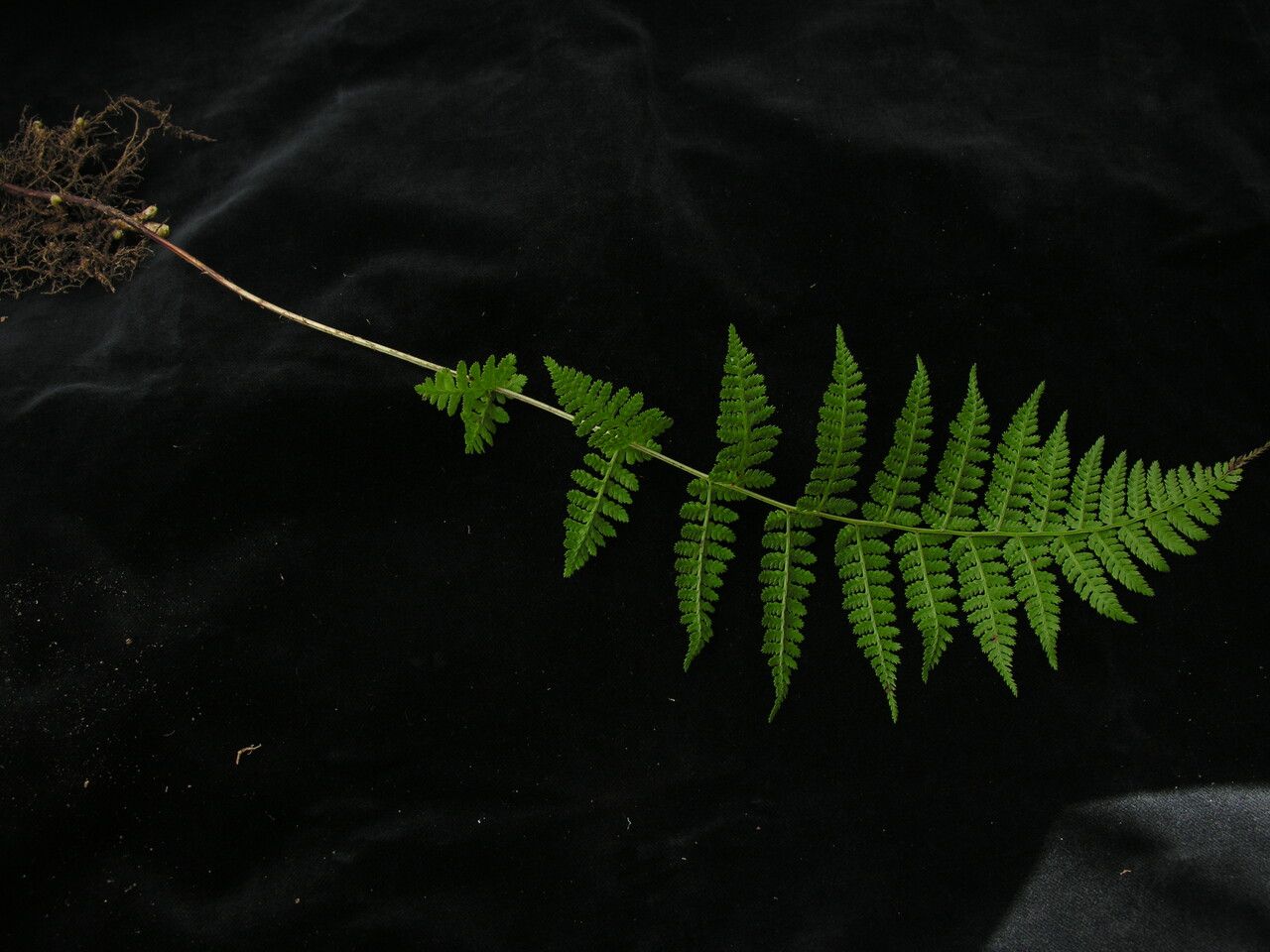 Athyrium clarkei habit