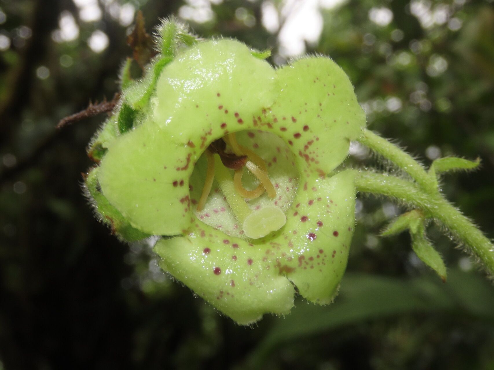 Kohleria tigridia flower