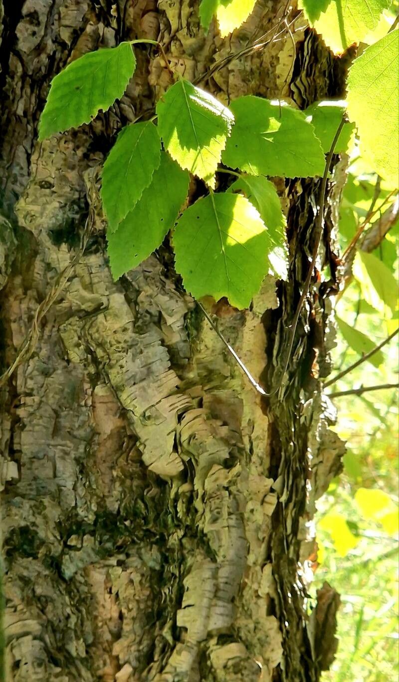 Betula davurica bark