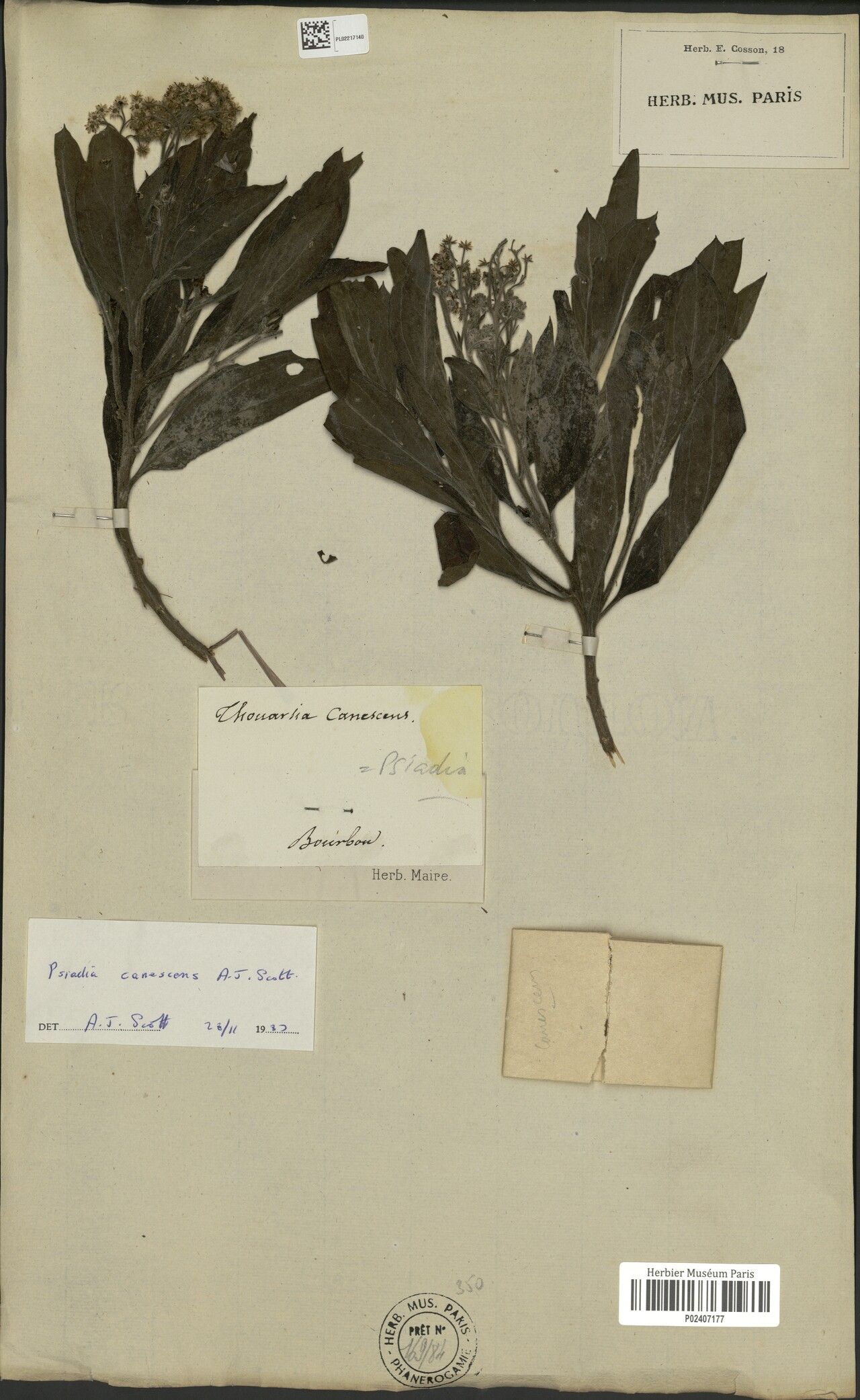 Psiadia canescens — houseplant care guide