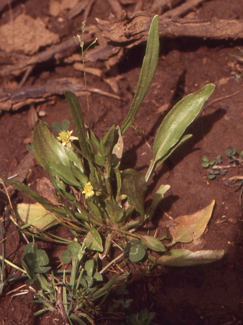 Ranunculus revelierei habit