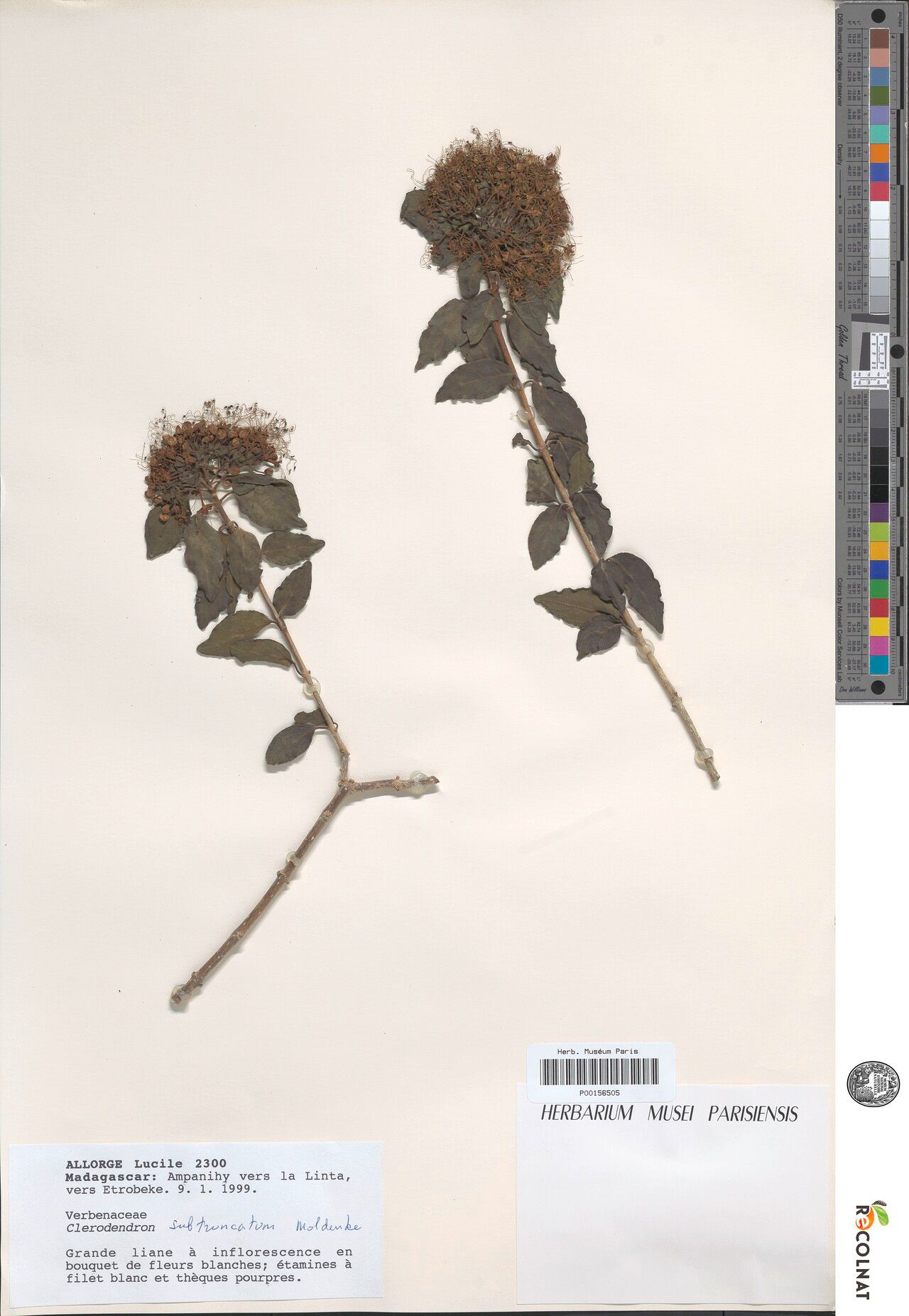 Clerodendrum subtruncatum — houseplant care guide