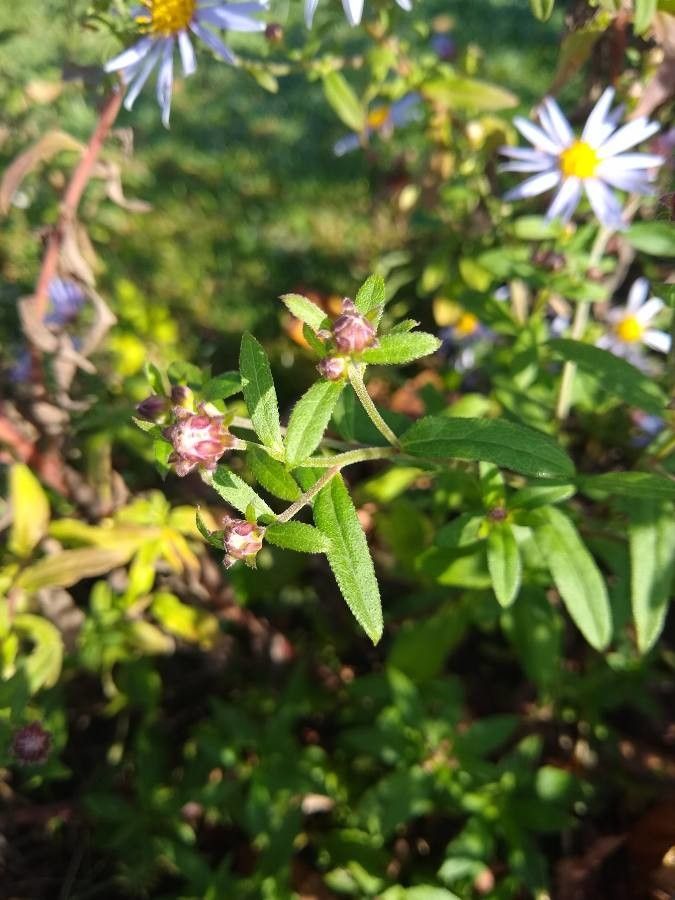 Aster pyrenaeus leaf