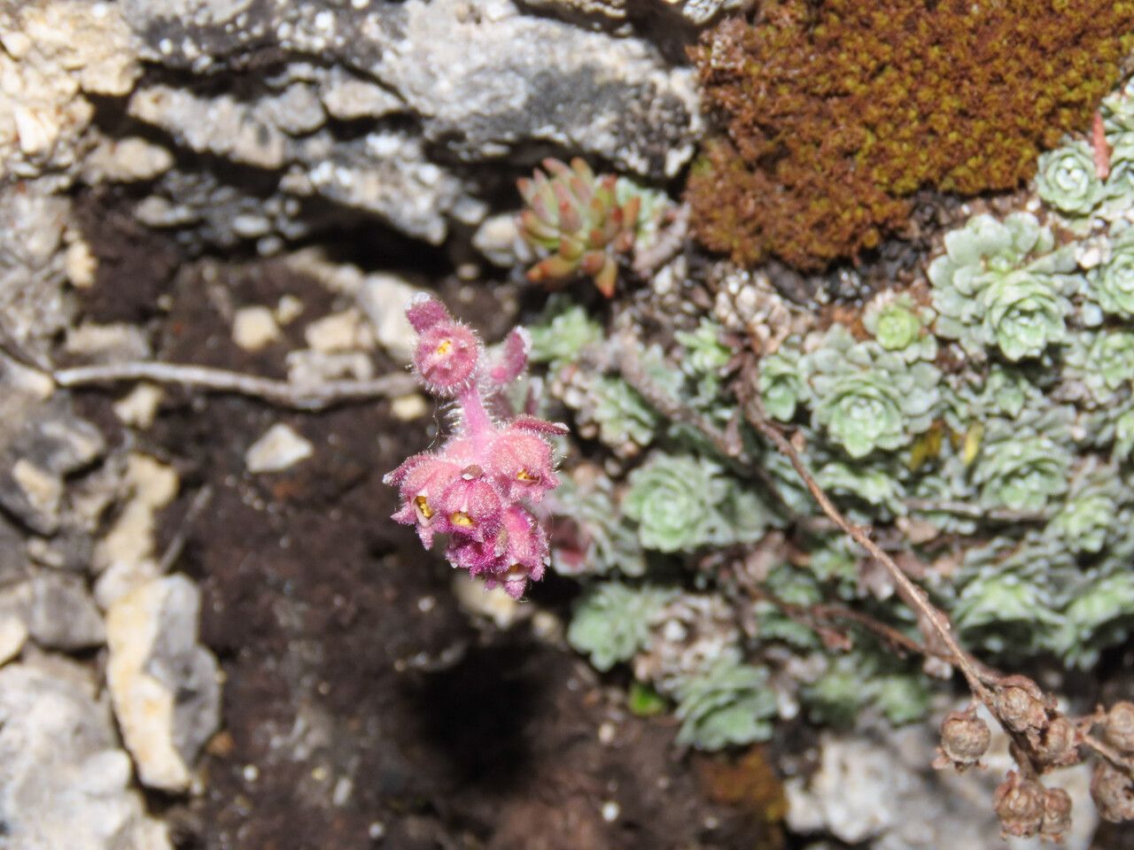 Saxifraga porophylla flower