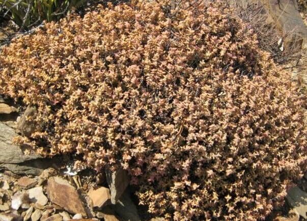 Crassula deltoidea habit