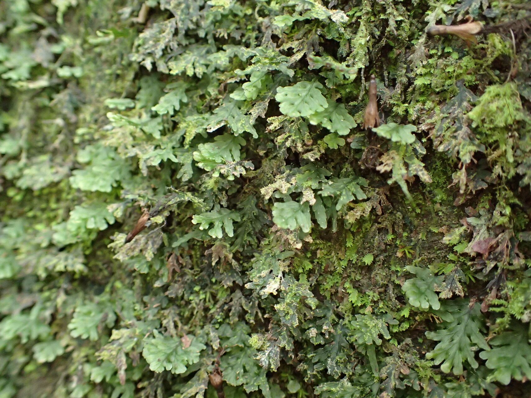 Didymoglossum krausii habit