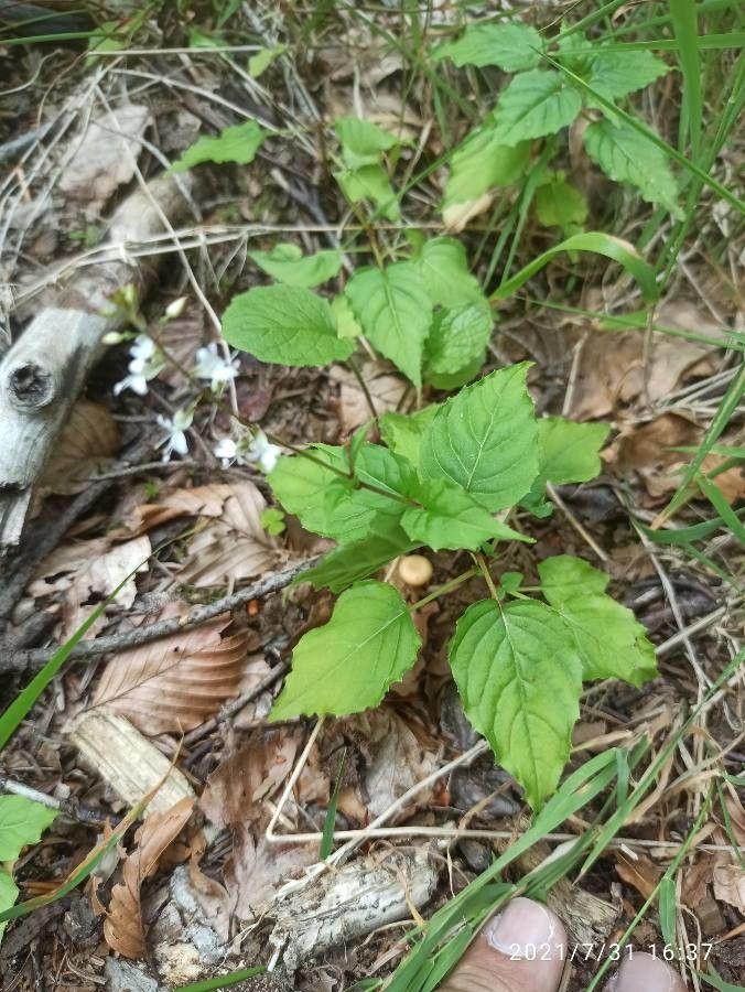 Circaea × intermedia habit