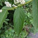 Callicarpa dichotoma
