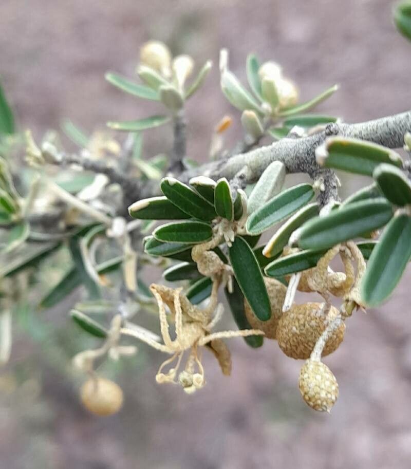 Morisonia atamisquea flower