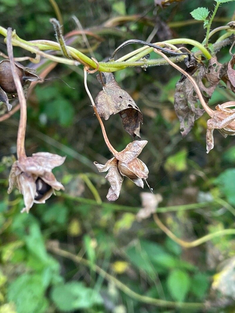 Convolvulus silvaticus fruit