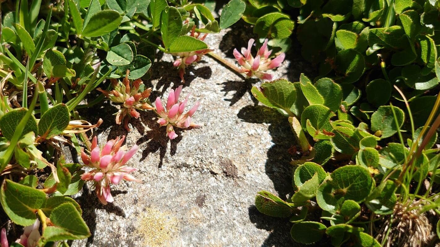 Trifolium thalii flower