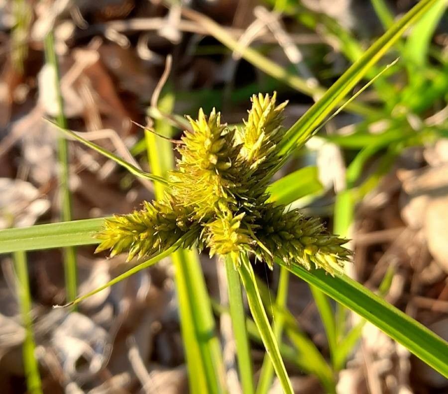 Cyperus aggregatus fruit