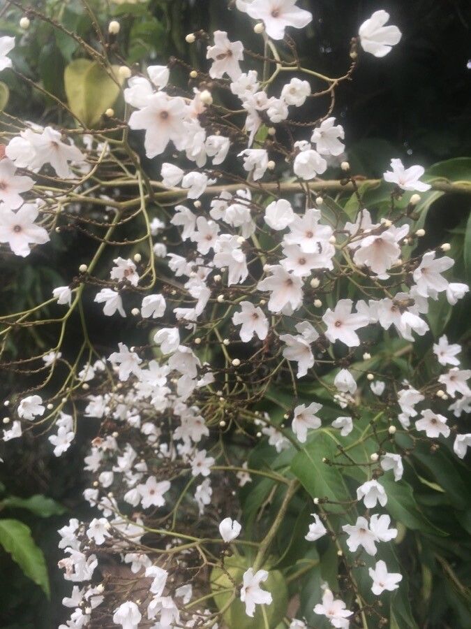 Cordia oncocalyx flower