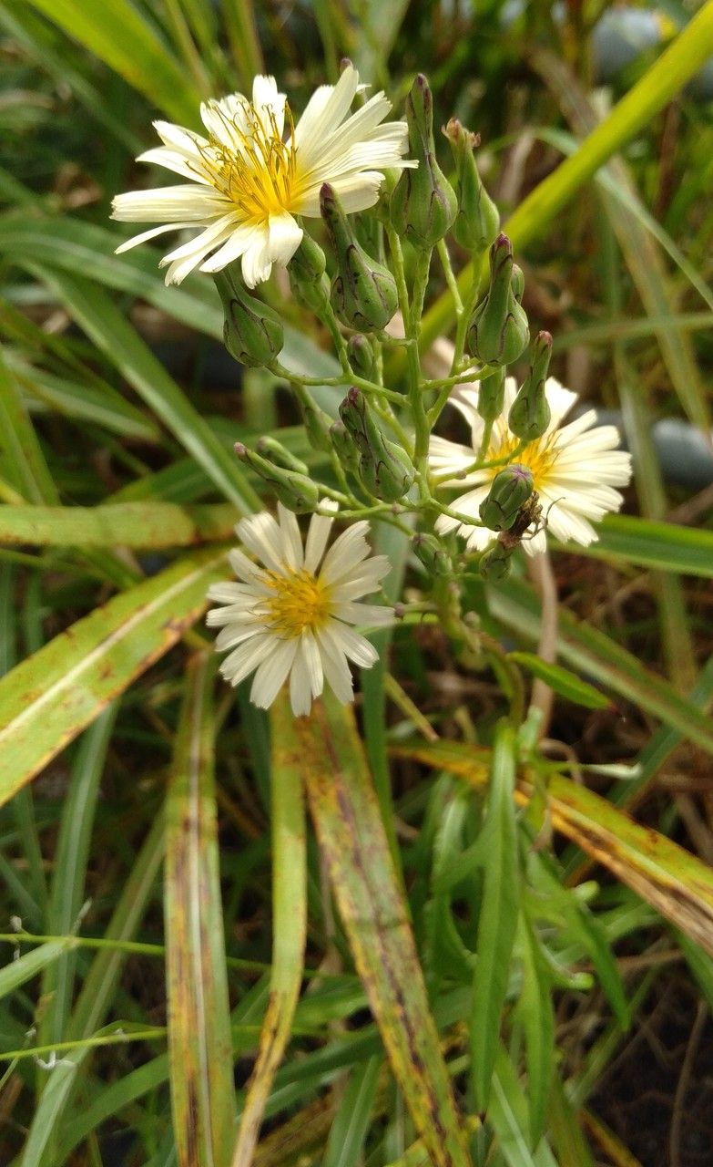 Lactuca indica flower