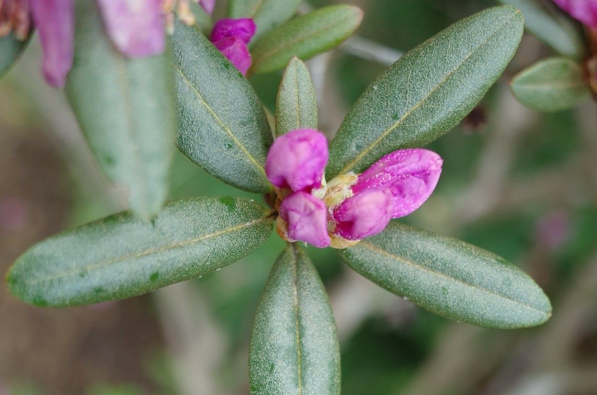 Rhododendron cuneatum other