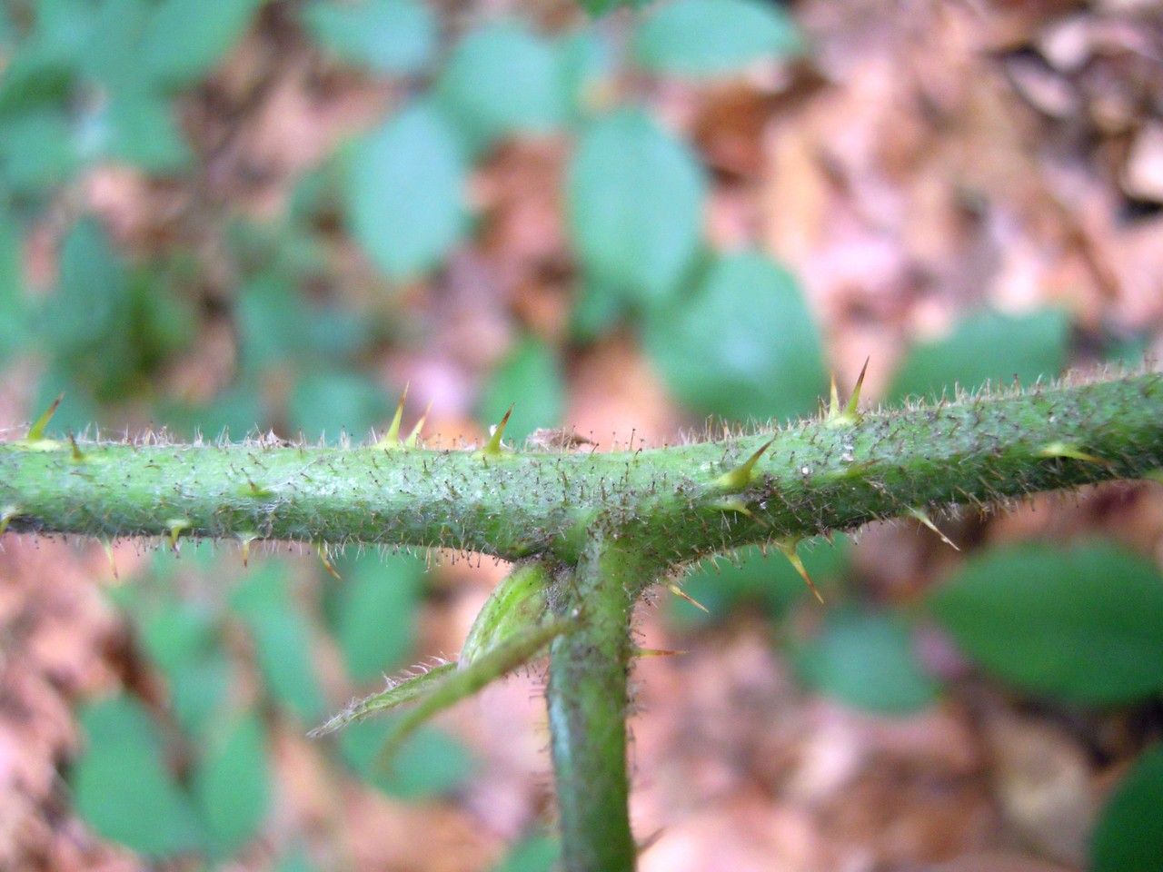 Rubus hilsianus bark