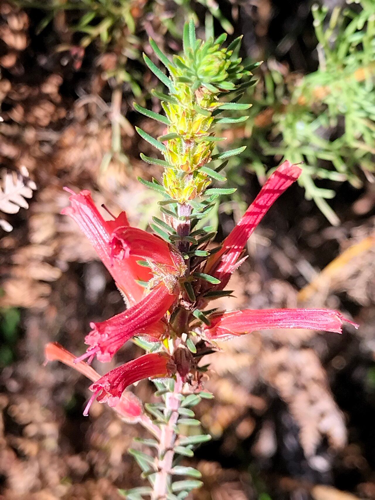 Erica curviflora — search result for 'Erica'