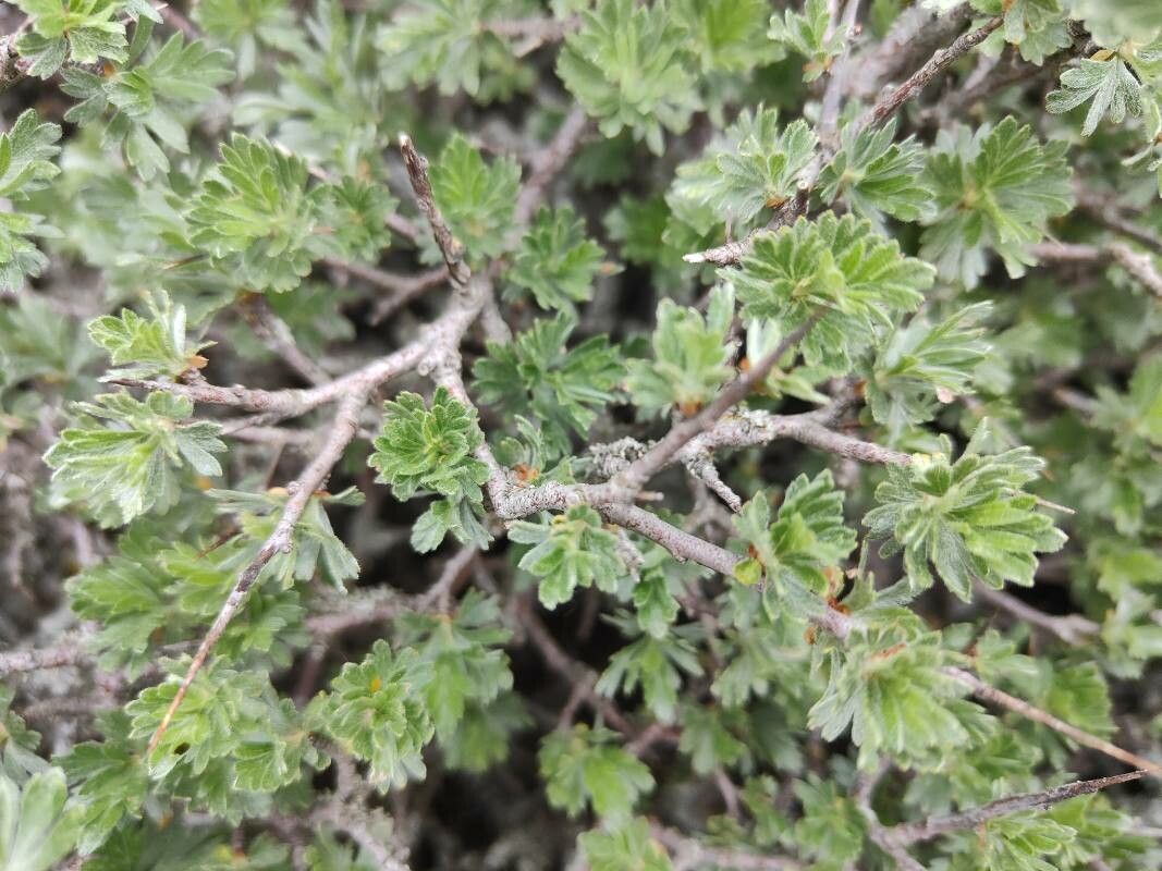 Crataegus pycnoloba — search result for 'Crataegus'