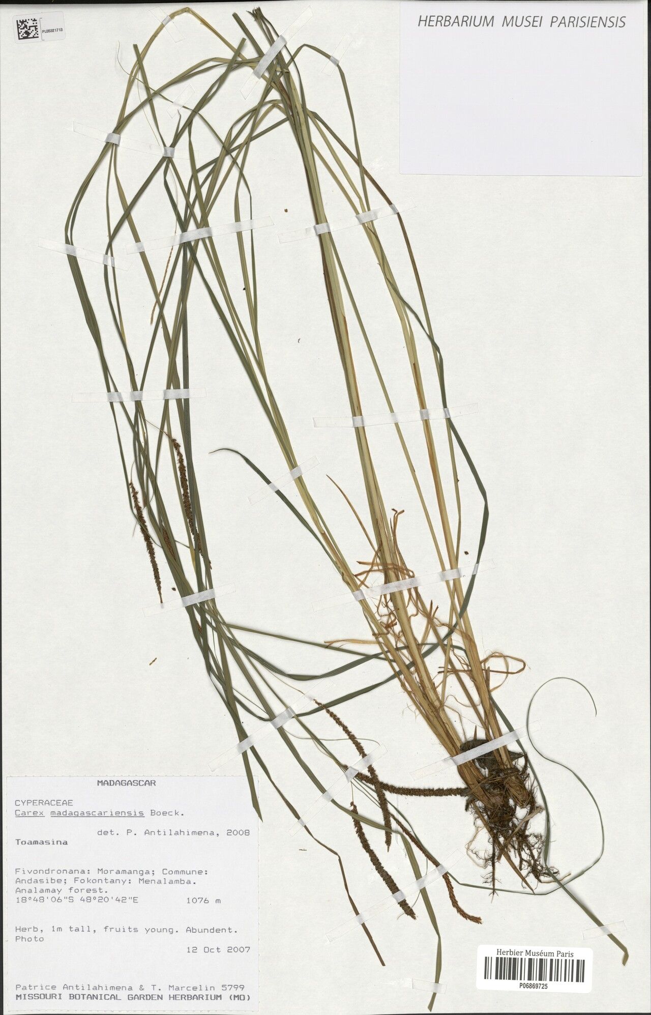 Carex madagascariensis — houseplant care guide