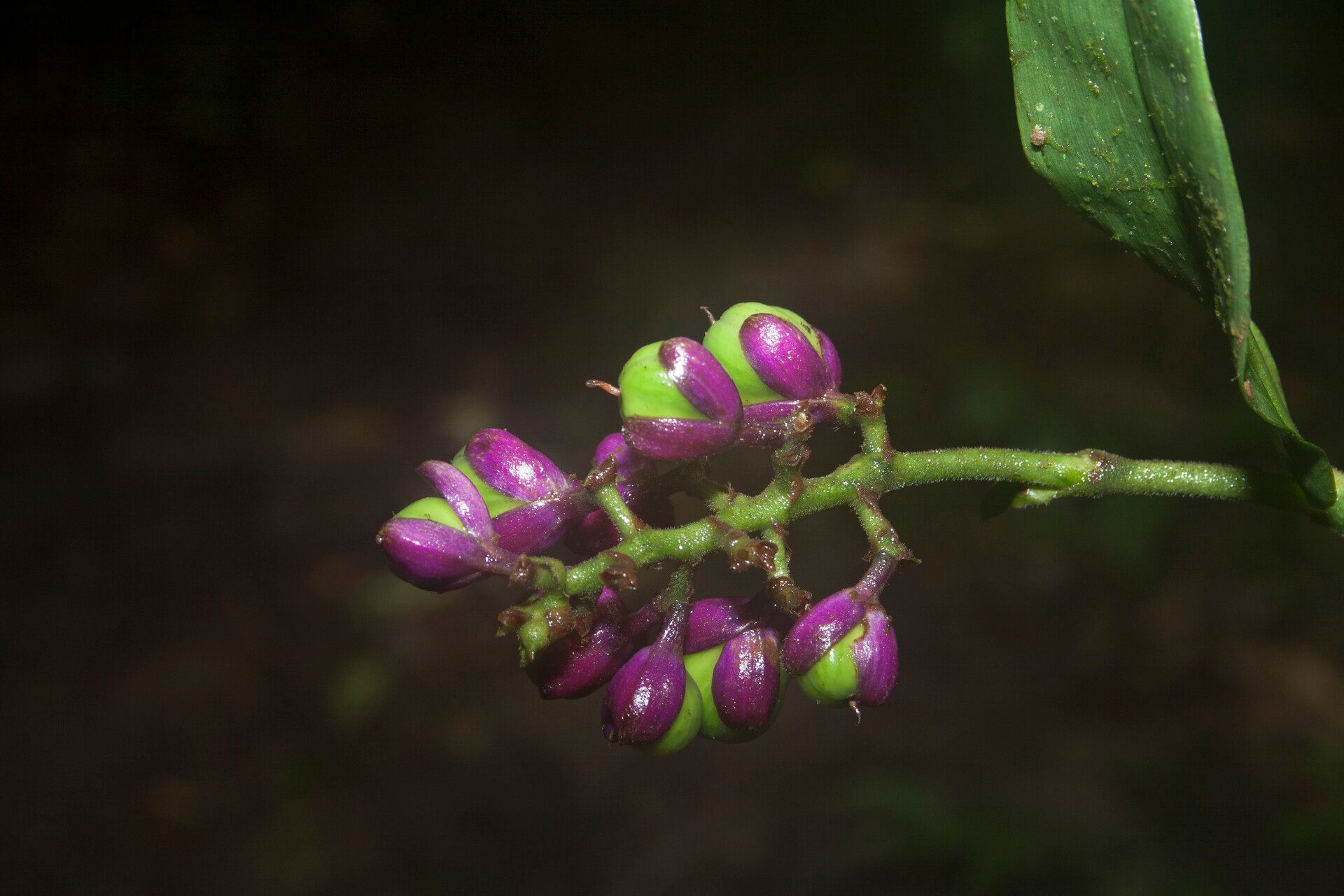 Commelina rufipes fruit