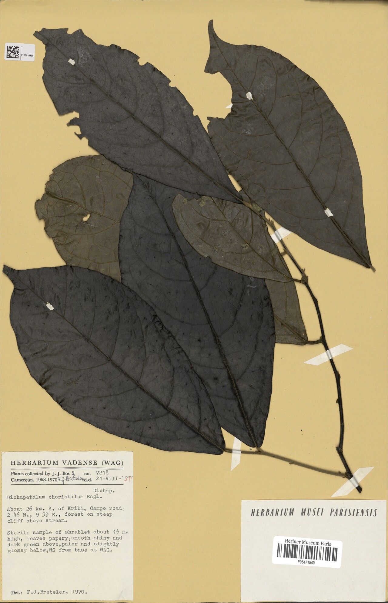 Dichapetalum choristilum — houseplant care guide